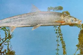 长江再现神秘物种——鳤，十年禁捕：若不保护，将无鱼可吃图片