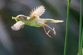 早起的鸟儿有虫吃图片