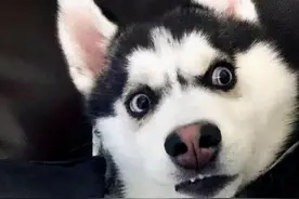 拆家能手，哈士奇精力充沛，怎样喂养满足它营养需求？图片