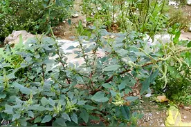 老人口中的猪母刺，殊不知是“土人参”，很珍贵，如今采挖正当时图片