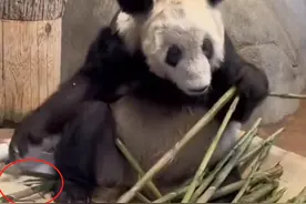 丫丫变了，以前甘蔗渣渣都要捡起来吃掉，现在吃笋吃一半扔一半图片