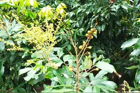 2022，诡异的龙眼图片