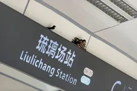 成都地铁站外有小燕子筑巢？最新消息→图片