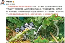 孝昌8条蛇一起偷鸡，打结成团解不开，给蛇打死结真的解不开吗？图片