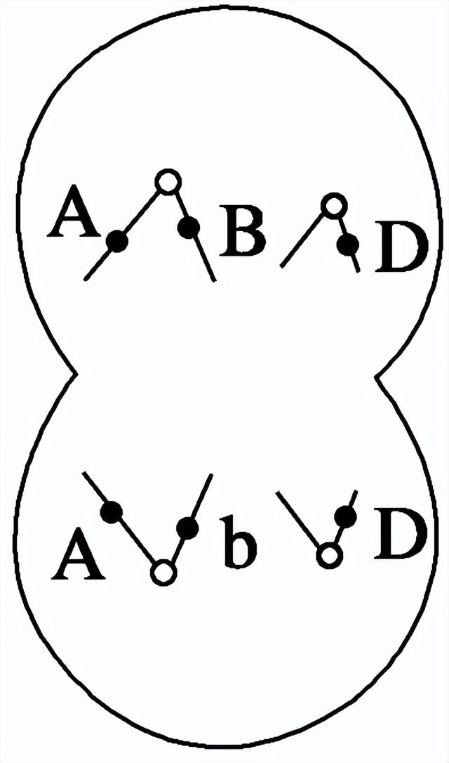 高中生物-变异育种及进化