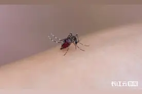 今年武汉蚊子比以往多？疾控专家回应图片