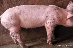 仔猪圆环病毒的症状是什么样？仔猪圆环病毒症状怎样治疗？收藏！图片