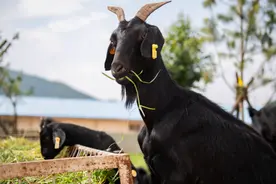 为什么说山羊才是最邪恶的生物？图片