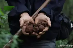名扬世界的黑松露，为何成为顶级佳肴的必备之选？看完你就懂了图片