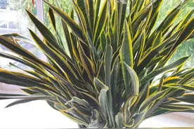 虎皮兰“懒人养”，挤爆大花盆，小芽一大堆，金灿灿真高档图片