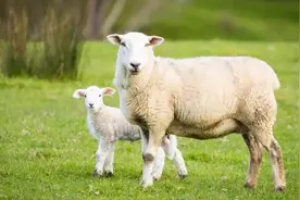 羊不反刍怎么办？治羊不反刍最有效办法，养羊人快看图片