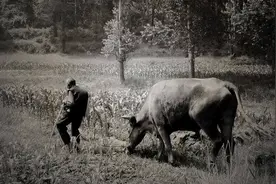 东北老农意外发现日军藏宝洞，得知后立刻要求返还，结局如何？图片