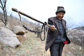 56岁山村大叔，与50只山羊同吃同住，自制“牧羊鞭”万元不卖图片