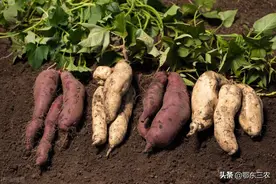 紫薯、红薯、白薯三种甘薯，哪种营养比较丰富？看完短文就知道了图片
