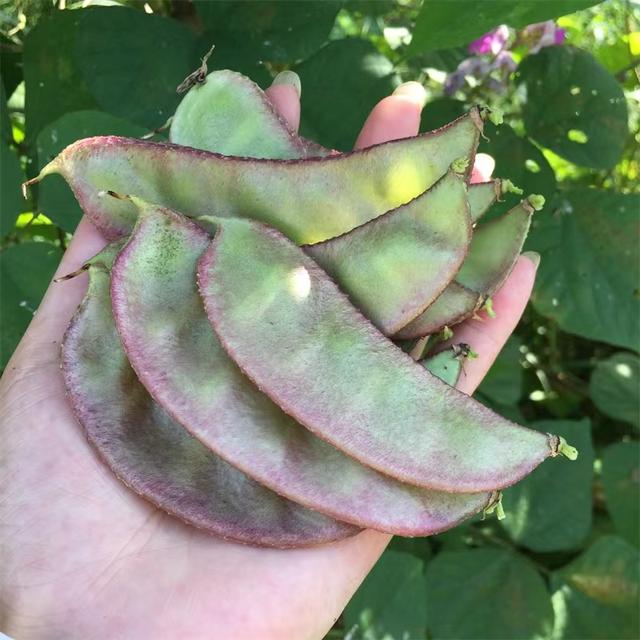 想必豆角都是大家最熟悉的蔬菜品种了,营养价值高,口感好,是我国广泛