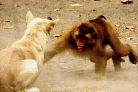 猴子有多记仇？印度小猴被狗咬死，猴群复仇致250只狗死亡图片