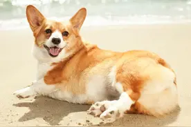 当狗狗出现这四种症状时，可能是膀胱炎，铲屎官要注意了图片