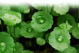 积雪草（成分党）图片