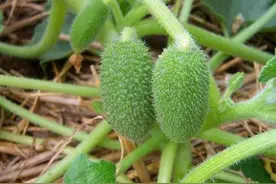 ​农村有一种“喷瓜”，成熟后会自动喷射种子，是天然的“泻药”图片