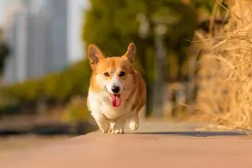 柯基“纯不纯”，主要看这几个地方，很多都是串串狗图片