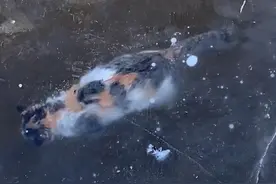 河北一猫咪掉入湖中被冰封，仍保持挣扎姿态，好心人将其挖出安葬图片