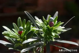 最霸气镇宅的罗汉松，这5种罗汉松最名贵，你认识几种？图片