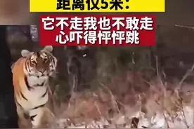 （视频）男子开车遇老虎相隔5米：它不走我也不敢走，心吓得怦怦跳图片