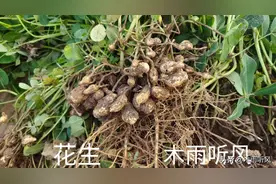 种植花生，什么时候打芸苔素素效果好？花生打芸苔素的方法图片