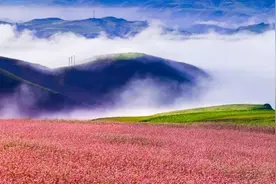 定边：壮美白于山 花海迎客来图片