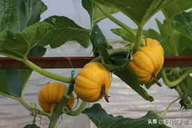 不管种植什么瓜类作物，牢记这几个要点，不化瓜，连续坐瓜不断图片