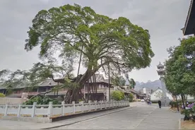 珍贵大榕树，荔波城地标图片