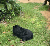 疯狂黑猩猩、摇滚熊猫、修仙狐猴…这个动物园没有正经动物？真相或许并不“好笑”