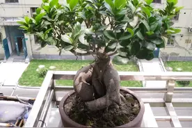 榕树盆栽这样养，姿态优美，叶片油亮，冠幅更加的细小葱翠图片