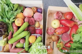 她在法国捡垃圾吃，20斤蔬果做出三菜一汤？图片