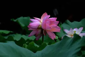 第三章 紫色的双生花蕾图片
