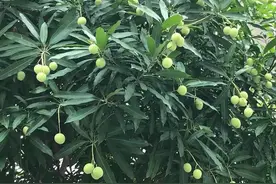 说说广西14个地级市的市树、市花图片