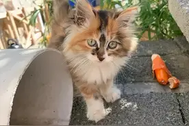 这几种宠物猫，“弃养率”太高，看后令人心疼图片