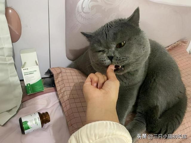 宠物赖氨酸，真的是智商税吗？