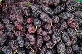 洗桑葚，有人用盐，有人用面？老果农说：都不对！教您正确的做法图片