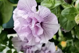 家庭盆栽矮牵牛详解图片