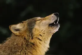 你小子最大的错就是不会顺从图片