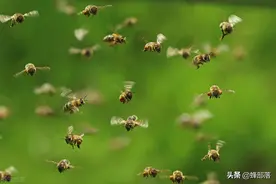 中蜂夏季可以分蜂吗？别怕温度高，抓住时机，同样可以繁殖蜂群图片
