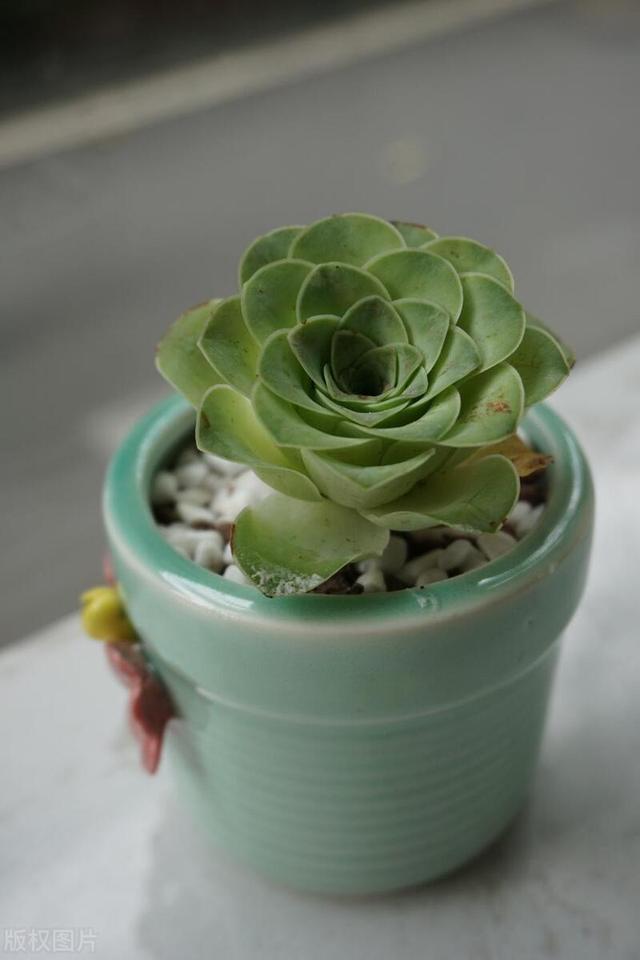 石莲花形似莲花，美丽吉祥，这样养长势更旺