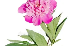 芍药通顺血脉，又通便图片