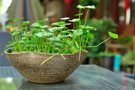 推荐一味药，清热利湿，利尿通淋，尿路感染，尿路结石都会用到它图片