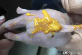 仔猪拉稀脱水怎么办？猪腹泻脱水最佳治疗法，养猪人快收藏学习！图片