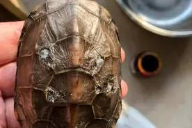 腐甲病怎么治？碘伏+红霉素软膏真的有效吗？图片