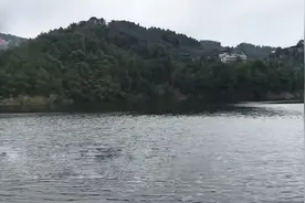 四川黑龙滩水库出现“水怪”？水面浮现巨大黑影，实为100斤大鱼图片