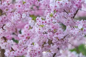 五十岁后，最舒服的活法图片