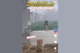 小奶狗被抱养一个月，狗妈妈突然出现四目相对，小狗撒腿飞奔瞬间破防图片